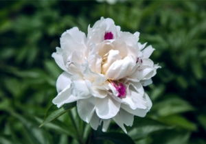 芍薬の画像